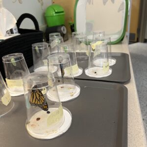 Butterfly cycle in a classroom.