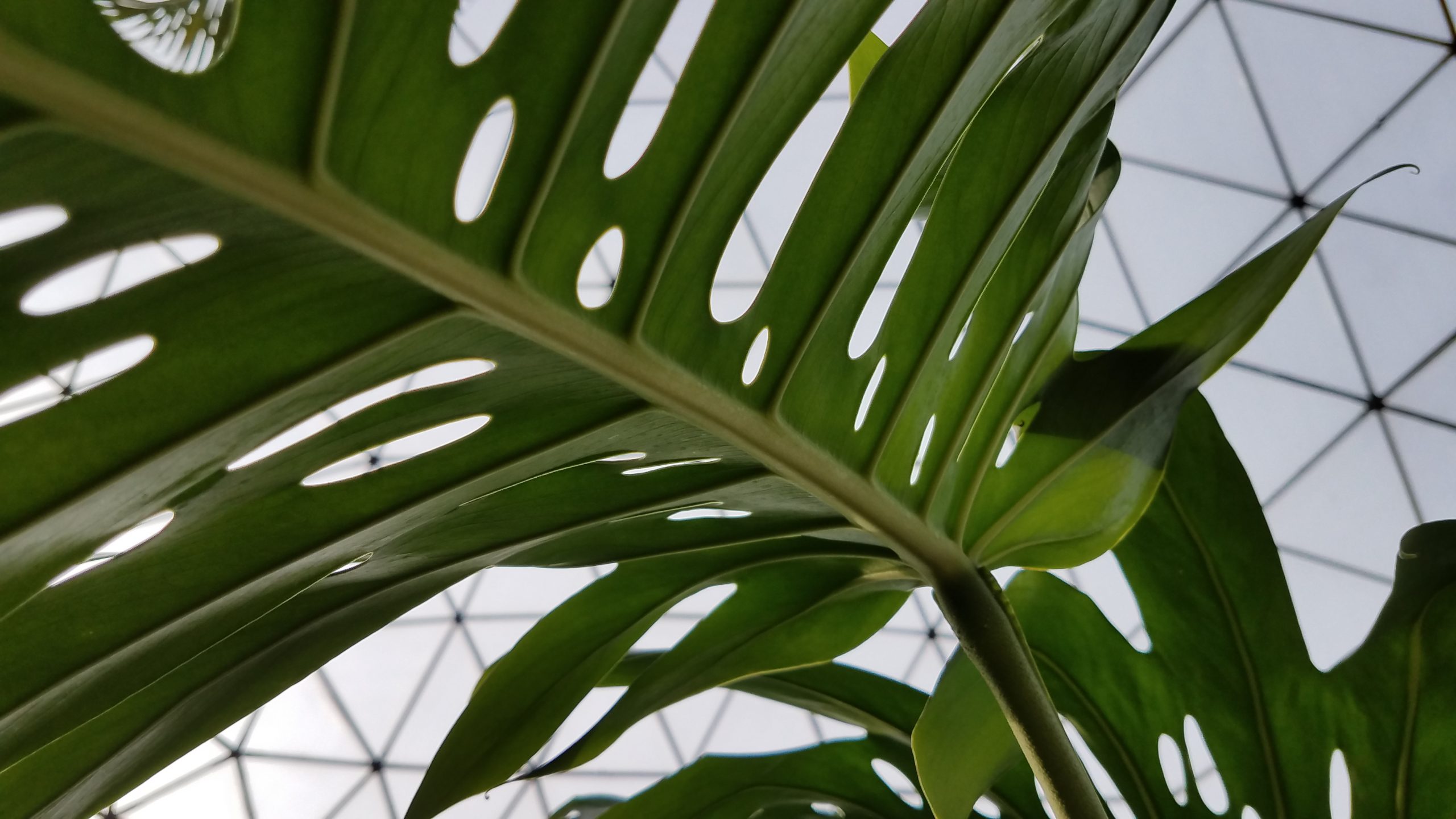 Leafy thingie at the botanical garden